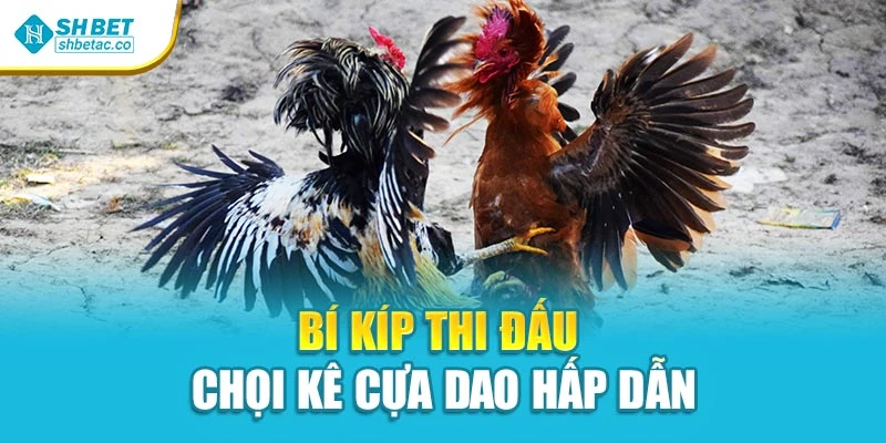 Bí kíp thi đấu chọi kê cựa dao hấp dẫn