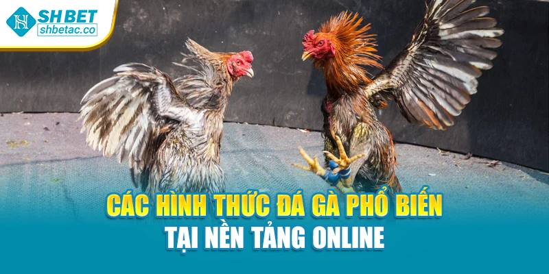 Các hình thức đá gà phổ biến tại nền tảng online