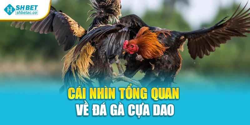 Cái nhìn sơ nét về đá gà cựa dao