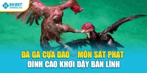 Đá Gà Cựa Dao – Môn Sát Phạt Đỉnh Cao Khơi Dậy Bản Lĩnh