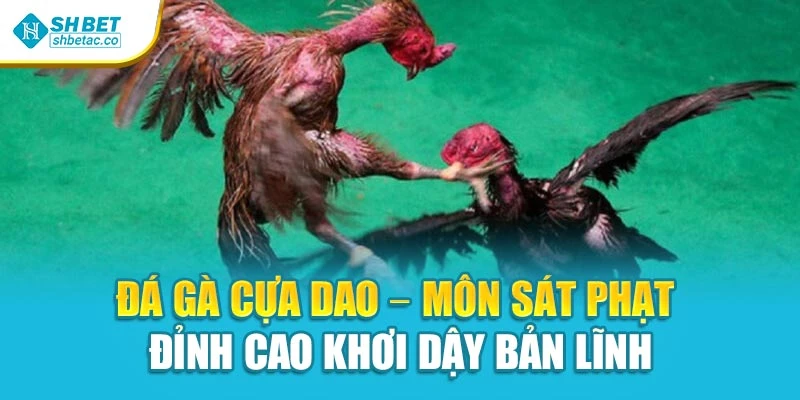 Đá Gà Cựa Dao – Môn Sát Phạt Đỉnh Cao Khơi Dậy Bản Lĩnh