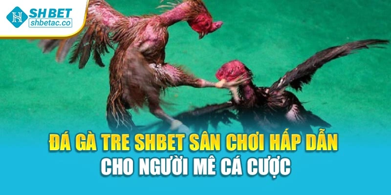 Đá Gà Tre Shbet Sân Chơi Hấp Dẫn Cho Người Mê Cá Cược