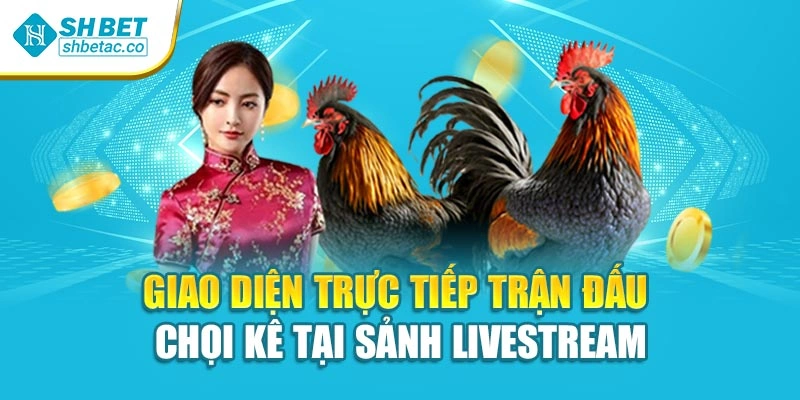 Giao diện trực tiếp trận đấu chọi kê tại sảnh livestream