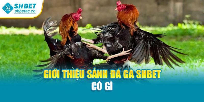 Giới thiệu sảnh đá gà Shbet có gì