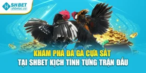 Khám Phá Đá Gà Cựa Sắt Tại Shbet Kịch Tính Từng Trận Đấu