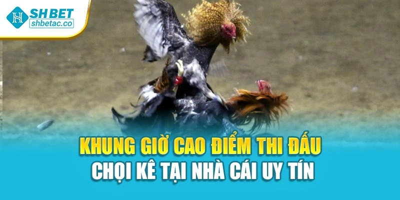 Khung giờ cao điểm thi đấu chọi kê tại nhà cái uy tín