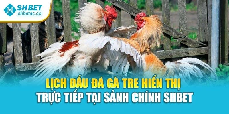 Lịch đấu đá gà tre hiển thị trực tiếp tại sảnh chính Shbet