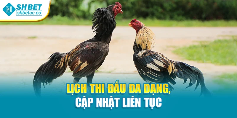 Lịch thi đấu đa dạng, cập nhật liên tục