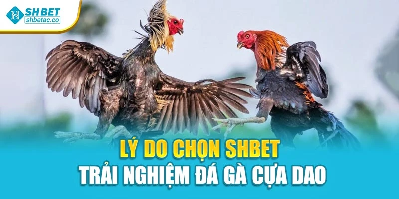 Lý do chọn SHBET trải nghiệm đá gà cựa dao