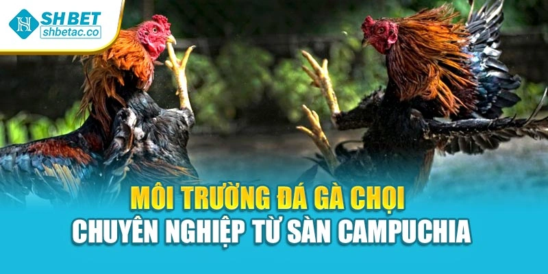 Môi trường đá gà chọi chuyên nghiệp từ sàn Campuchia