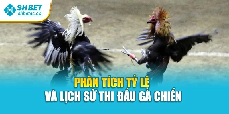 Phân tích tỷ lệ và lịch sử thi đấu gà chiến