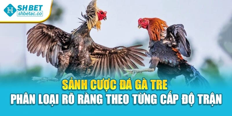 Sảnh cược đá gà tre phân loại rõ ràng theo từng cấp độ trận