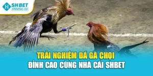 Trải Nghiệm Đá Gà Chọi Đỉnh Cao Cùng Nhà Cái Shbet