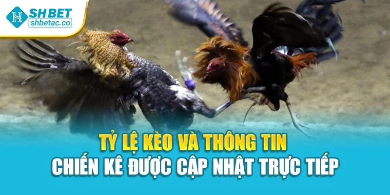 Tỷ lệ kèo và thông tin chiến kê được cập nhật trực tiếp 